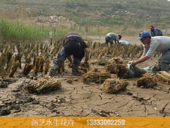 2015年山东邹县电厂芦苇种植工程 (1)
