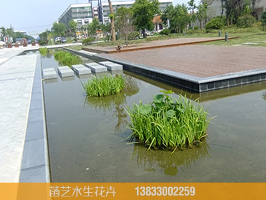 徐州食品城水生植物种植工程